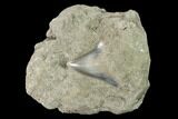 Serrated, Fossil Megalodon Tooth Still In Limestone - Indonesia #148974-1